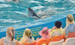 Dolphin bay phuket 20.jpg
